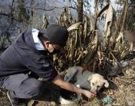 Un hombre ayuda a un perro afectado por los incendios en Quito.