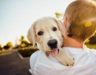En la imagen se observa un perro en los brazos de su dueño. Foto: Pixabay