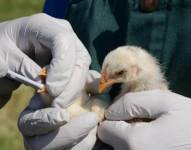 Personal tomando muestras a aves para detectar gripe aviar.