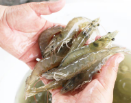 Solo entre enero y abril de este año, Ecuador exportó 177 millones de libras de camarón hacia EE.UU.