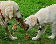 Perros jugando