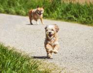 Perros jugando al aire libre.