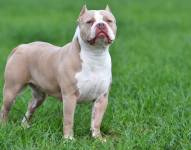 American Bully.