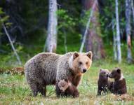 En el parque Yellowstone hay osos pardos y negros, lobos, pumas, alces, bisontes, berrendos, alces, etc.