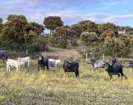 Fotografía de archivo de vacas en un potrero.