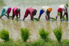 La agricultura es responsable de un 72% de las extracciones de agua a nivel global.