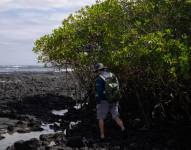 Fotografía del 15 de mayo de 2024 cedida por la Fundación Charles Darwin, que muestra al biólogo español Nicolás Moity durante una inspección de manglares en las costas de las Islas Galápagos.