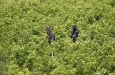 Personal militar en plantaciones de coca.