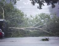 Un árbol caído derribado por el viento y la lluvia del huracán Beryl en Houston, Texas.