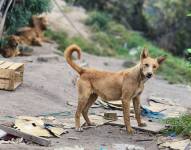 Hay perros que aún no han podido ser rescatados.