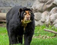 El parque zoológico rindió tributo al oso Pablo.