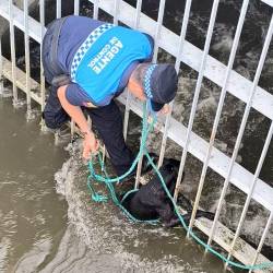 Los canes fueron encontrados durante un operativo de control en la zona del noroeste de Guayaquil.