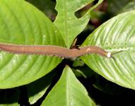 Fotografía cedida por el Instituto Nacional de Biodiversidad de un gusano de terciopelo hallado en la Amazonía.