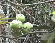 Producción de naranjas afectadas por la sequía.