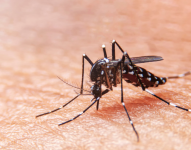 Imagen referencial del mosquito que transmite el virus de la Chikungunya.