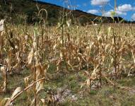 Entre otros efectos, la escasez de agua para la agricultura ha provocado una elevación de los precios de los productos en los mercados.