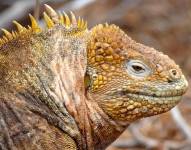 505 iguanas amarillas fueron trasladadas a la Isla Santiago para mantener equilibrio en las Galápagos