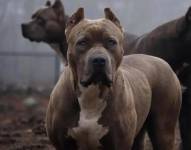 Imagen de tres perros de raza pitbull.