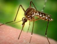 Los mosquitos Aedes aegypti están en el centro de la polémica en Estados Unidos. Foto: GETTY IMAGES