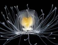 La medusa Turritopsis dohrnii.