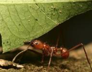 Imagen para graficar una hormiga tejedora.