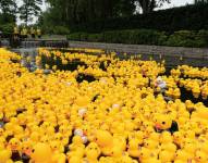 Patos amarillos de juguete en una foto de Archivo