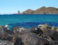 Iguanas marinas en el Parque Nacional Galápagos