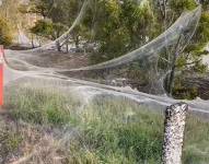 El manto tejido por las arañas apareció en los campos alrededor de las ciudades azotadas por lluvias torrenciales los días previos.