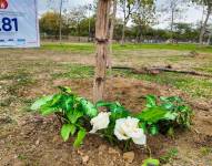 Acto final, árboles de guayacán plantados en el Parque Samanes.