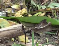 Imagen de la plaga Moko en los cultivos de plátano y banano en Ecuador.