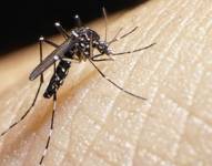 El zika es transmitido por la picadura de un mosquito.