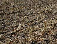 Foto referencial de sequía, en los cultivos