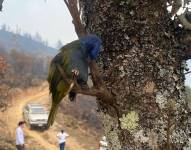 Una ave murió producto del humo de los incendios forestales.