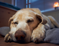 Perro durmiendo cómodamente en su colchón