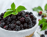 Moras negras en un pequeño canasto