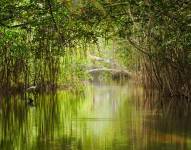 Imagen referencial de un manglar ecuatoriano preservado.