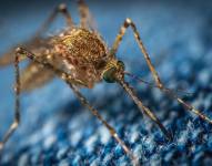 Los mosquitos transmiten el virus oropouche a los humanos a través de sus picaduras.