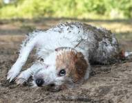 Los perros pueden revolcarse en excremento, entre otros motivos, por placer o protección.