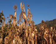 Cotopaxi y Azuay pierden 600 hectáreas de cultivos por sequía y variaciones climáticas