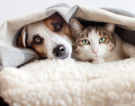 Perro y gato tapados con una manta