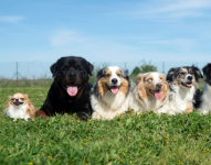 Grupos de perros de diferentes razas.