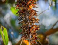 Foto de archivo de la mariposa monarca que buscan incluir en lista de especies amenazadas.