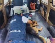 El perro fue atendido por la Unidad de Bienestar Animal del Municipio de Quito.