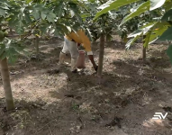 La sequía afecta a cultivos de cacao, papaya y plátano en Los Ríos y Santo Domingo