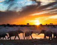 Elefantes en Namibia