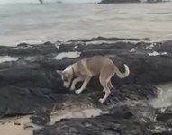 Municipio de San Cristóbal impone multas por tenencia irresponsable de mascotas.