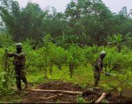 Los militares han destruido plantaciones de coca en las provincias fronterizas con Colombia.