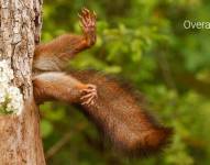 Fotografía Ardilla Atrapada. (Nikon Comedy Wildlife Awards)