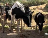 Los pastizales están secos por la falta de lluvias en Ecuador