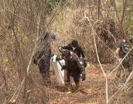 Las osamentas halladas en un bosque protector de Guayaquil serán sometidas a análisis antropológicos y de perfil genético.